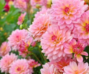 Dalia