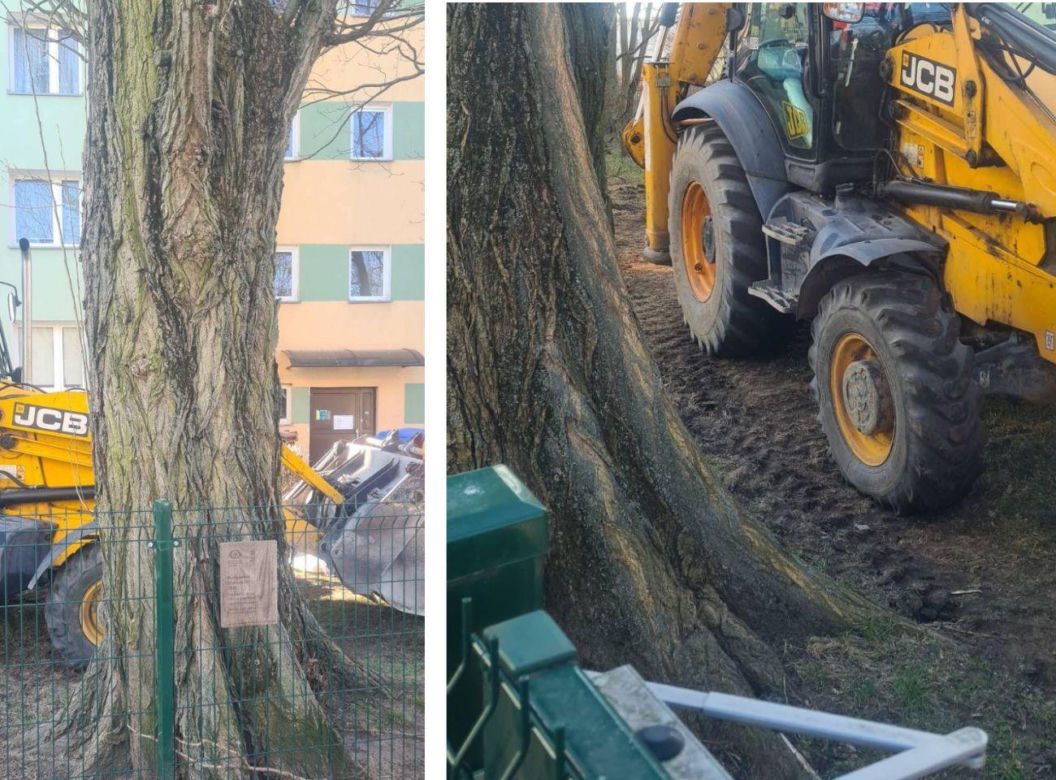 Ciężki sprzęt rozjeżdżał Bydgoskie Drzewo Roku. Społecznicy interweniują