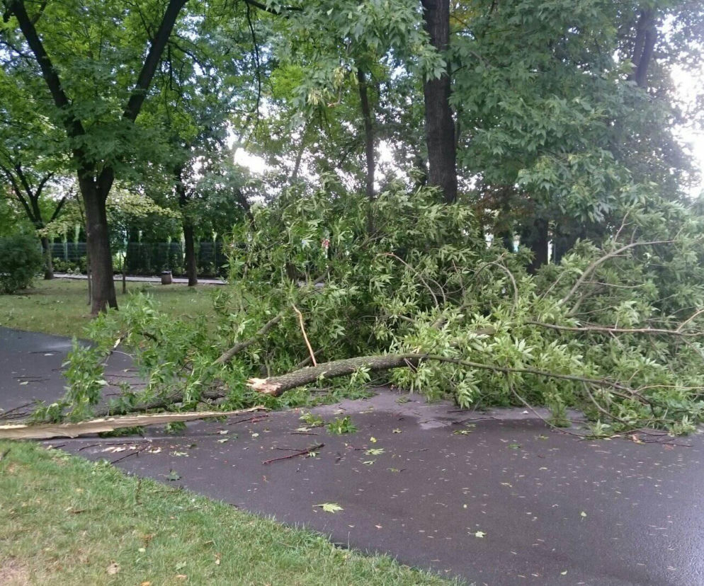Burza nad Radomiem! Wichura połamała drzewa