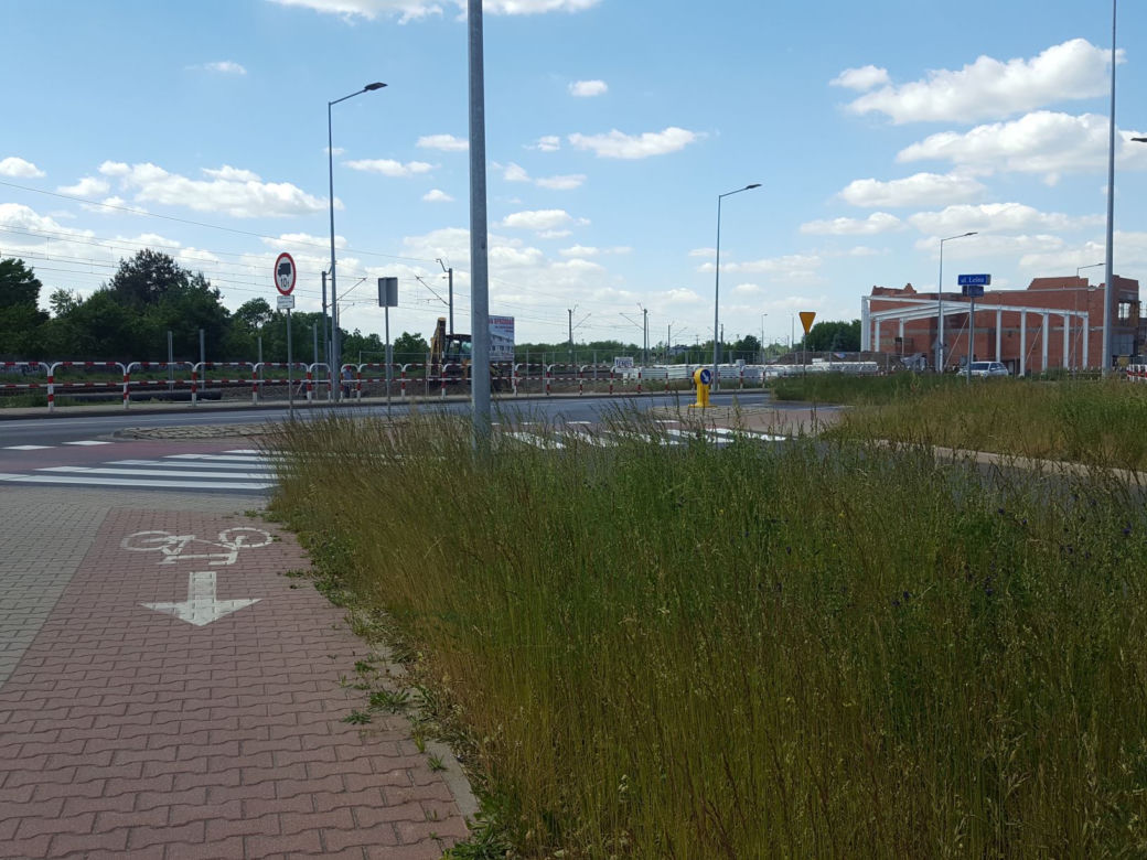 Tak wysokich chwastów przy drogach w Lesznie dawno nie oglądaliśmy