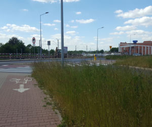 Tak wysokich chwastów przy drogach w Lesznie dawno nie oglądaliśmy