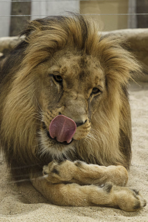 Zoo Opole. Lwy na wybiegu po 24 latach! Wielkie koty wróciły [ZDJĘCIA]