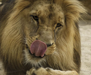 Zoo Opole. Lwy na wybiegu po 24 latach! Wielkie koty wróciły [ZDJĘCIA]
