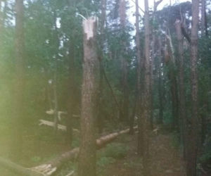 Nawałnica w gminie Lisia Góra łamała drzewa jak zapałki. Potężne zniszczenia 