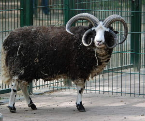 Tierpark Cottbus