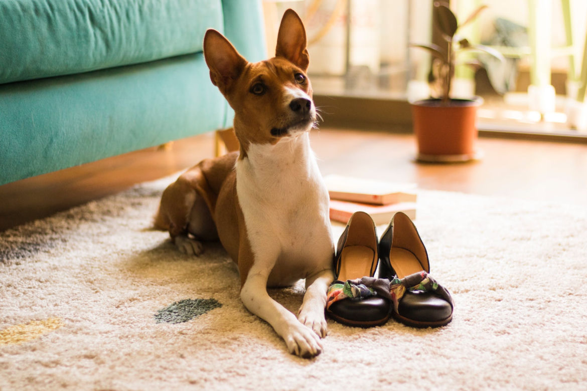 Rasy psów do małych mieszkań: basenji