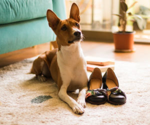 pies do małego mieszkania - basenji