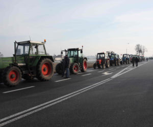 W Polsce nie da się żyć ze świni