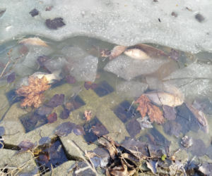 Martwe ryby w stawie na terenie Parku Aleksandria w Siedlcach