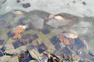 Martwe ryby w stawie na terenie Parku Aleksandria w Siedlcach