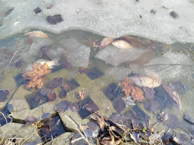 Martwe ryby w stawie na terenie Parku Aleksandria w Siedlcach