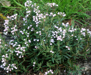 Modrzewnica pospolita