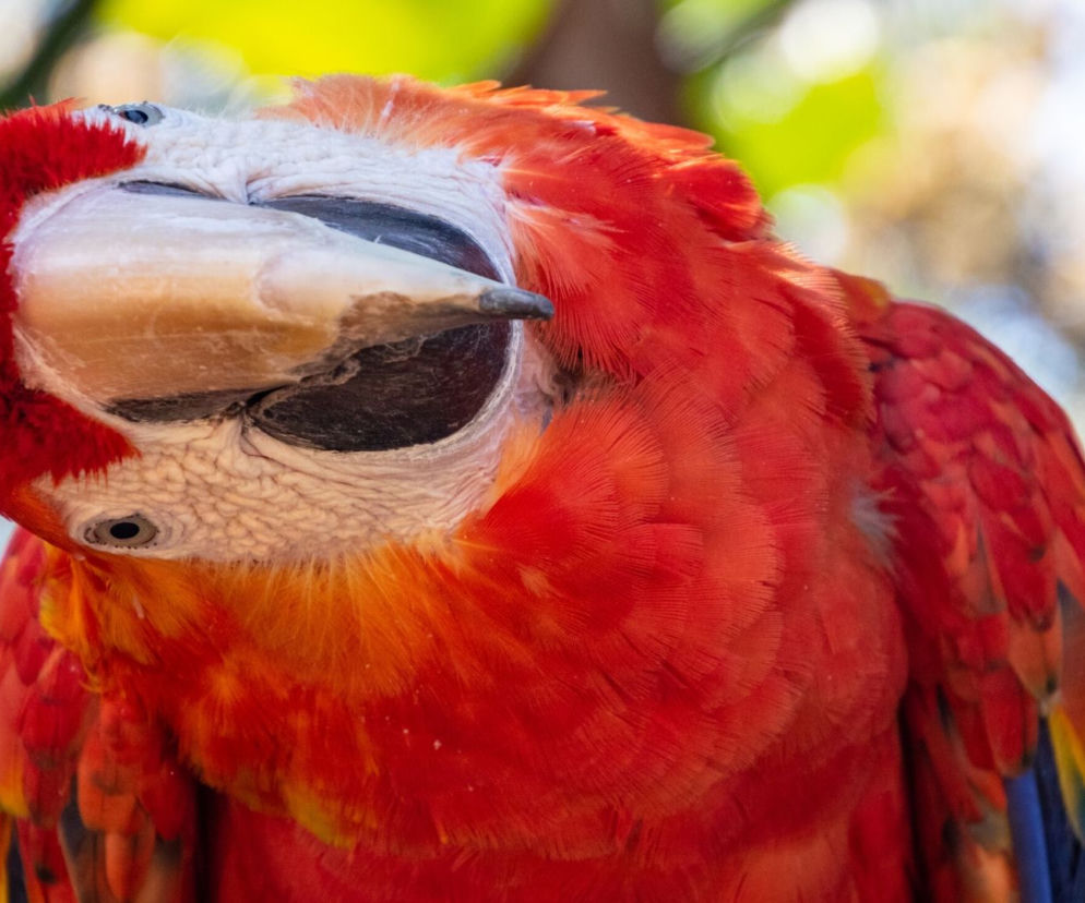 ZOO Warszawa - jak i gdzie kupić bilety? Ile osób będzie mogło wejść do ZOO jednocześnie?