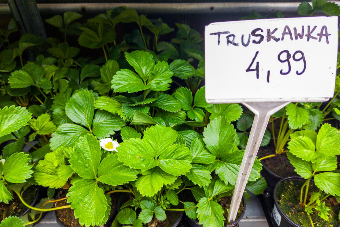 Truskawka – 4,99 zł/szt.