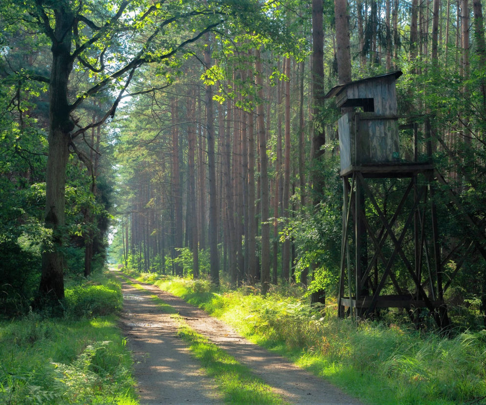las wieża myśliwi
