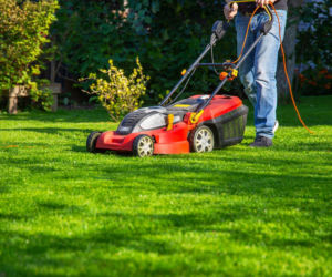 Nieużywana kosiarka może zasilić budżet. Zobacz, jak zarabiać bez płacenia ZUS