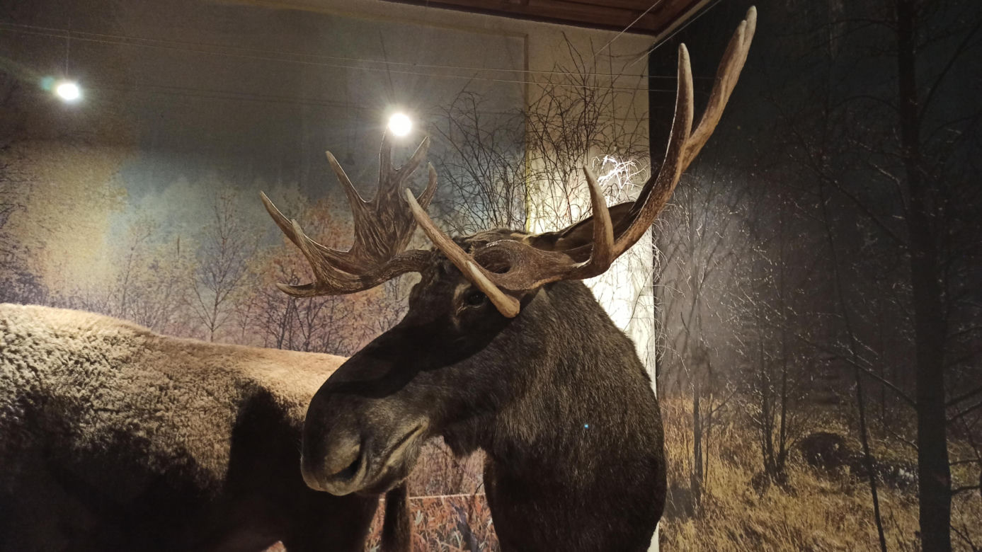 Muzeum Przyrody w Olsztynie. Poznajcie faunę oraz florę Warmii i Mazur