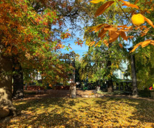 Jesień w ogrodzie botanicznym we Wrocławiu