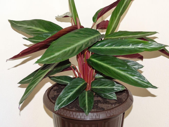 Ctenanthe oppenheimiana