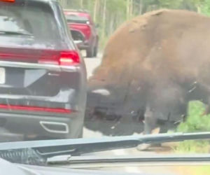 Potężny bizon atakował auto w Yellowstone! Wszystko się nagrało