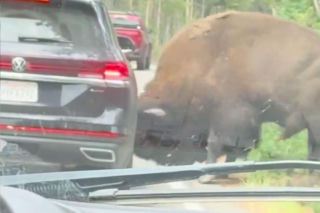 Potężny bizon atakował auto w Yellowstone! Wszystko się nagrało