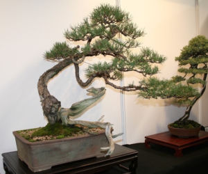 Bonsai: karłowe drzewa w mieszkaniu