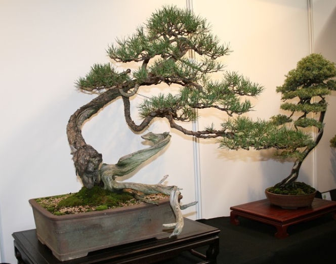Bonsai: karłowe drzewa w mieszkaniu