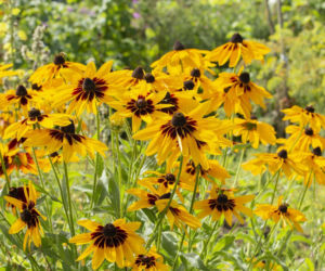 Rudbekia owłosiona