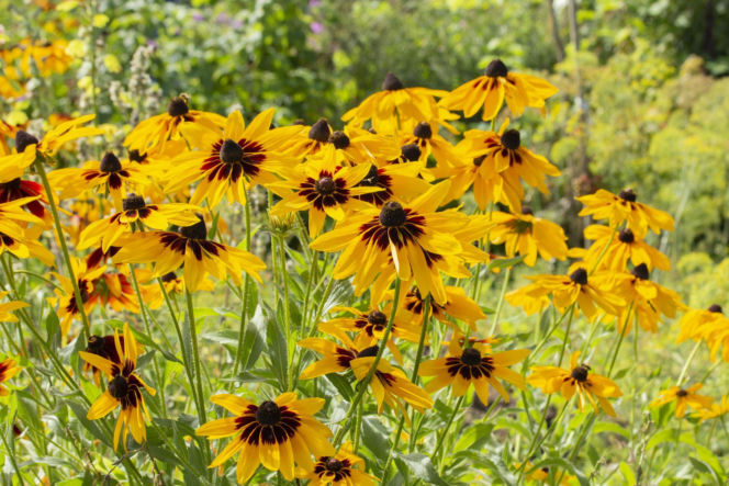 Rudbekia owłosiona