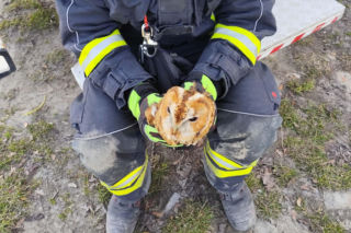 Sowa w opałach. Strażacy ruszyli na pomoc