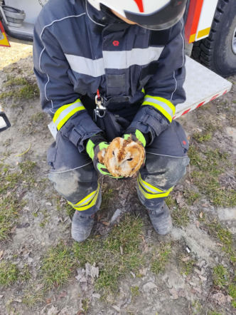 Sowa w opałach. Strażacy ruszyli na pomoc