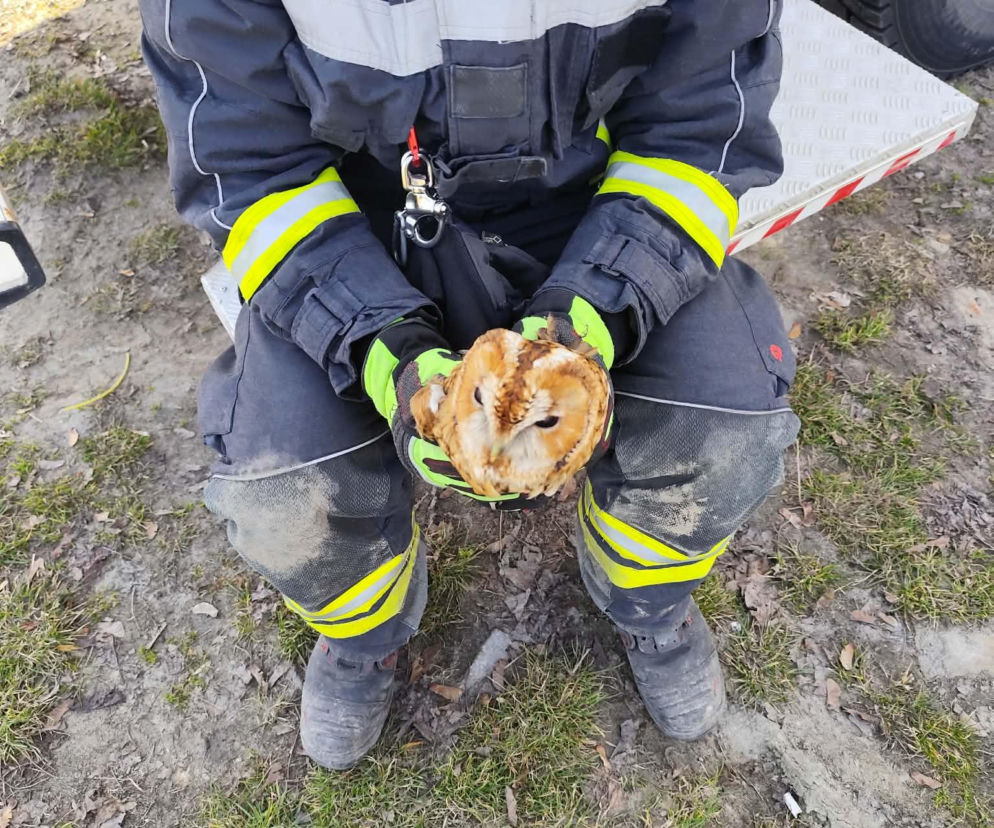 Nietypowa akcja ratunkowa. Sowa uwolniona z sieci