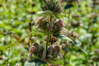 Żeleźniak samoski - Phlomis samia