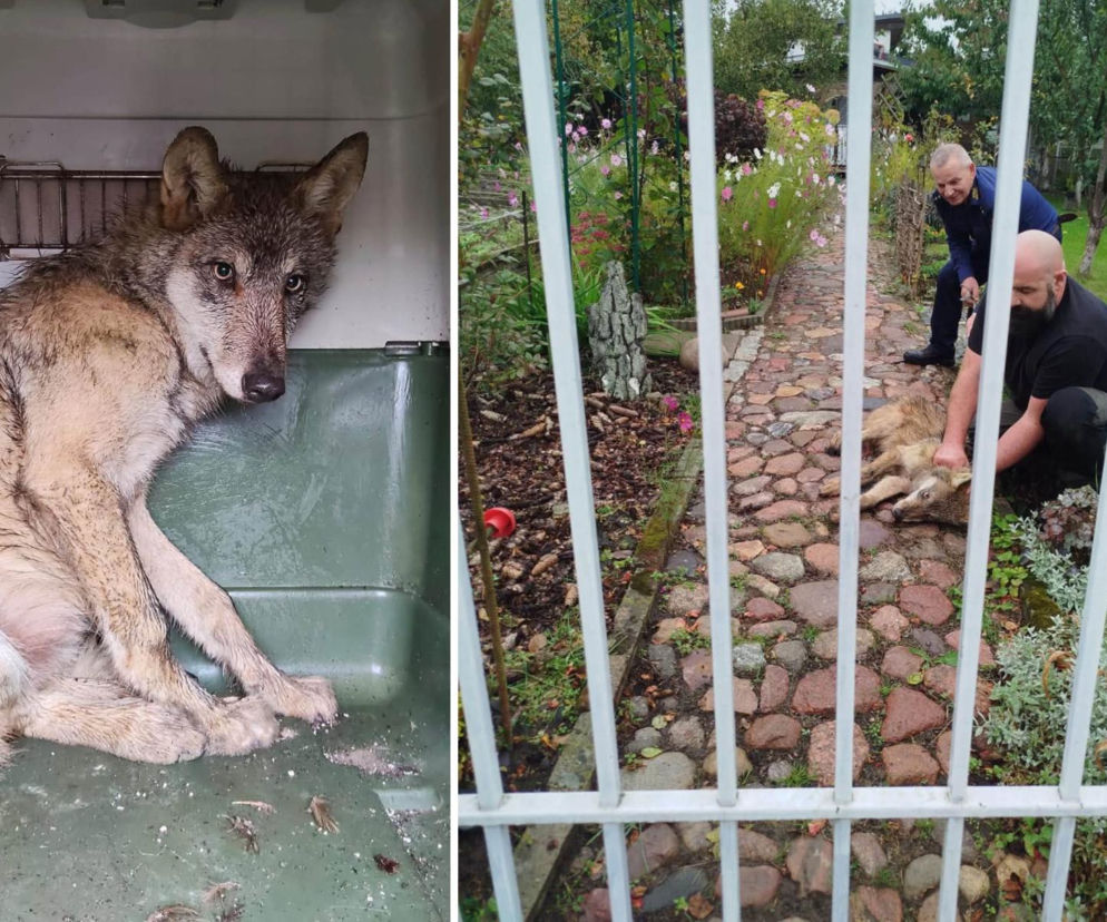 Młody wilk siał grozę na ogródkach działkowych w Gryfinie. Służby zorganizowały obławę