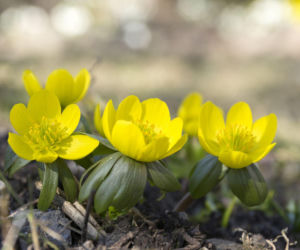 Oto jak uprawiać ranniki, które zachwycają już wczesną wiosną!
