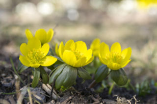 Poznaj ranniki – małe kwiaty o wielkiej mocy. Zakwitną na przekór zimie i rozjaśnią każdy ogród