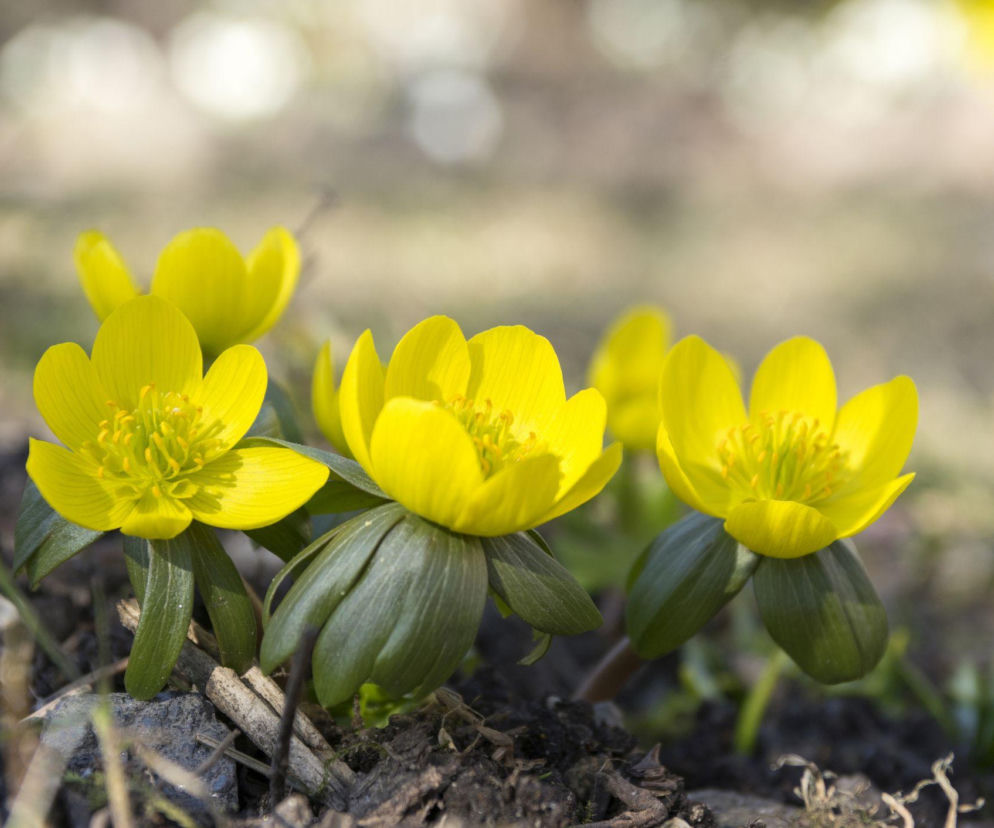 Oto jak uprawiać ranniki, które zachwycają już wczesną wiosną!