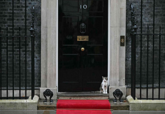 Oto Larry. Chief Mouser to the Gabinet Office