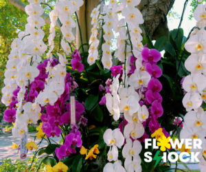 Atak Gigantów oraz Światowa wystawa orchidei, bonsai i sukulentów