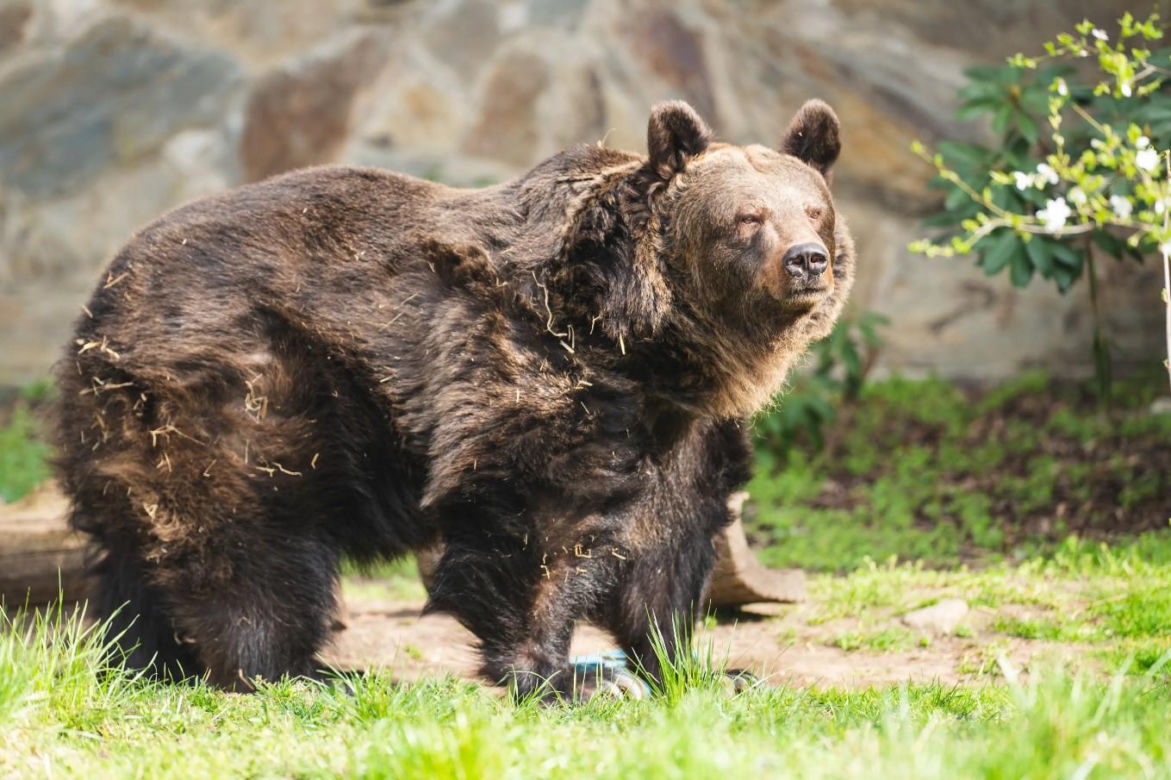Wrocław: W ZOO zwierzęta korzystają z wiosny. Przyjdź i przekonaj się sam!