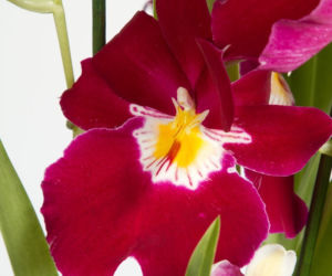 Miltonia storczyk