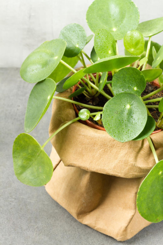 Pilea peperomioides, czyli kwiat pieniążek