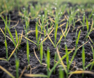 Uprawy po zimie: Ratować?