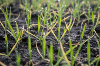 Uprawy po zimie: Ratować?