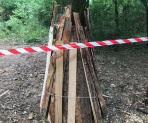 Wrocław jako pierwszy wprowadza karty ze standardami ochrony drzew przy inwestycjach