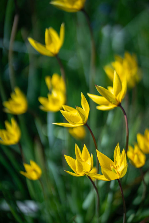Tulipan dziki