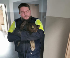 Policja ruszyła z pomocą osowiałemu myszołowowi. Ptak był w bardzo złym stanie