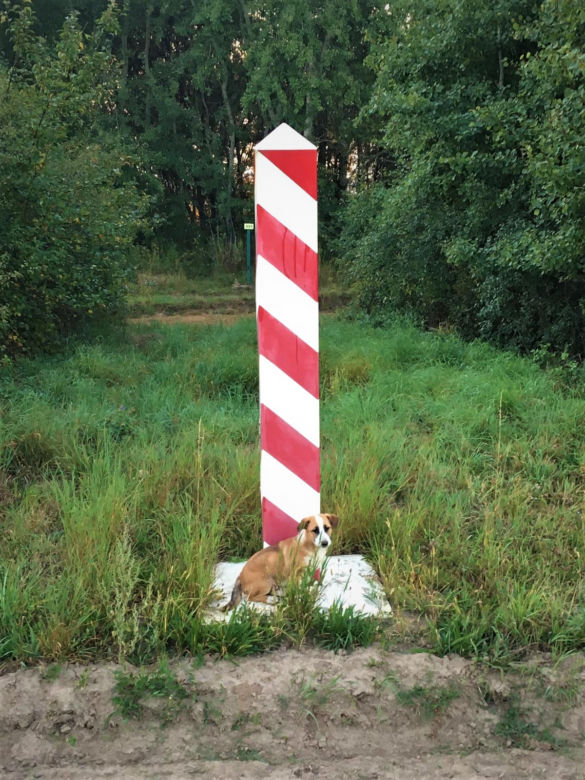 Strażnicy Graniczni znaleźli psa. Lucky ma już nowy dom [GALERIA]