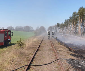 Pożar lasu pod Bydgoszczą! Z ogniem wlaczyło 6 zastępów straży pożarnej [ZDJĘCIA]