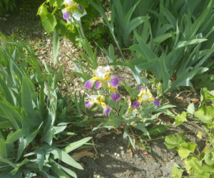 Półki bookcrossingowe w Ogrodzie Botanicznym UKW